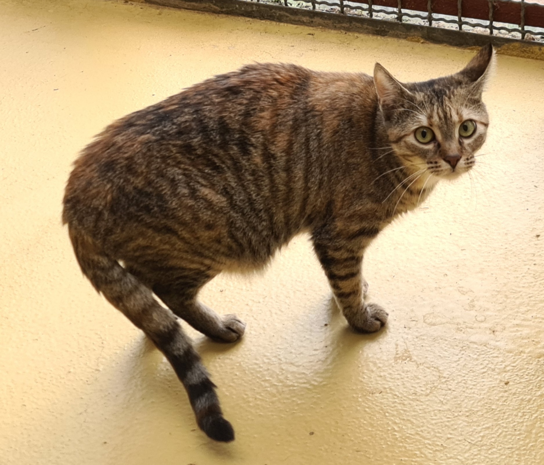 Minni