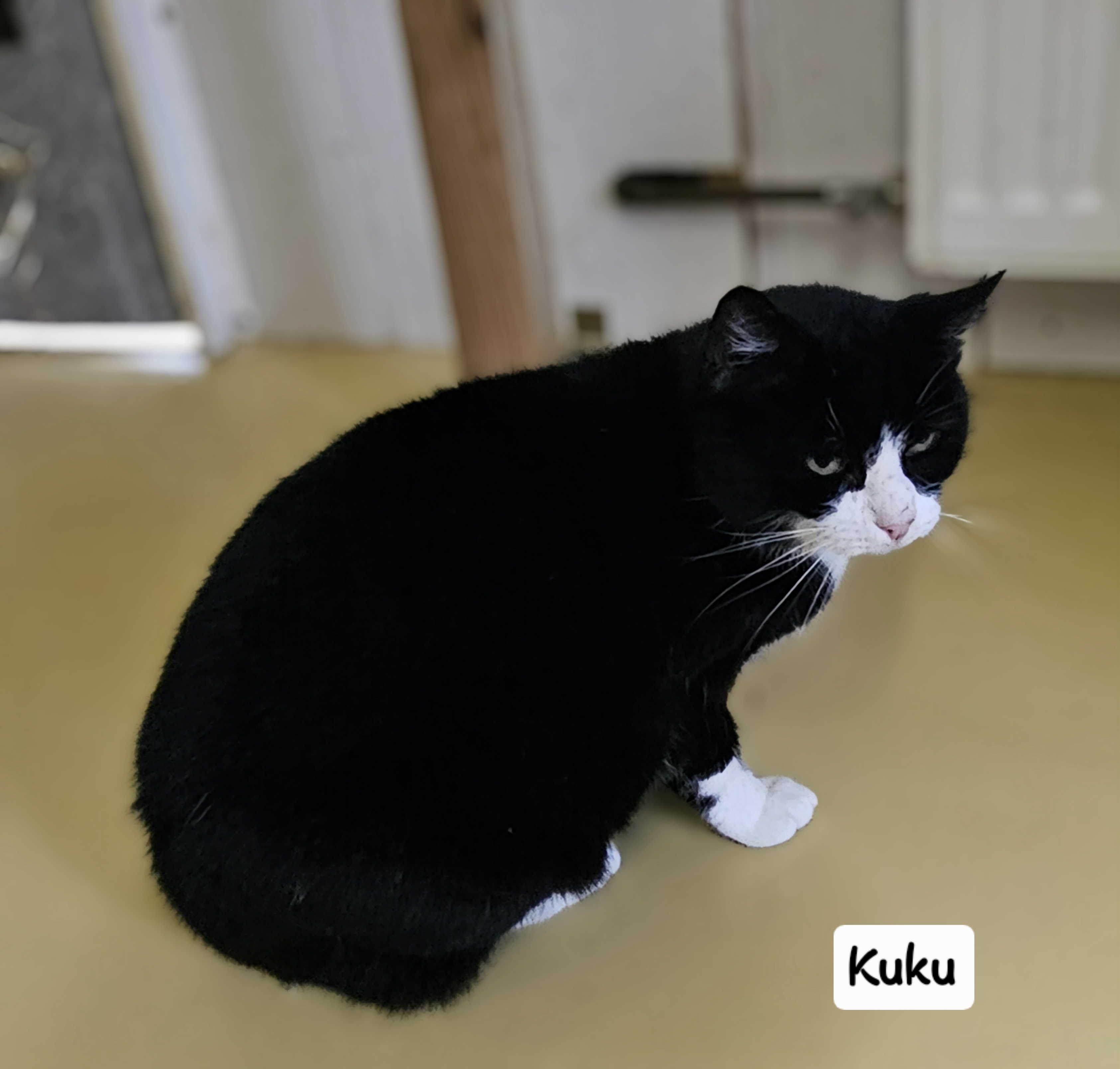 Kuku
