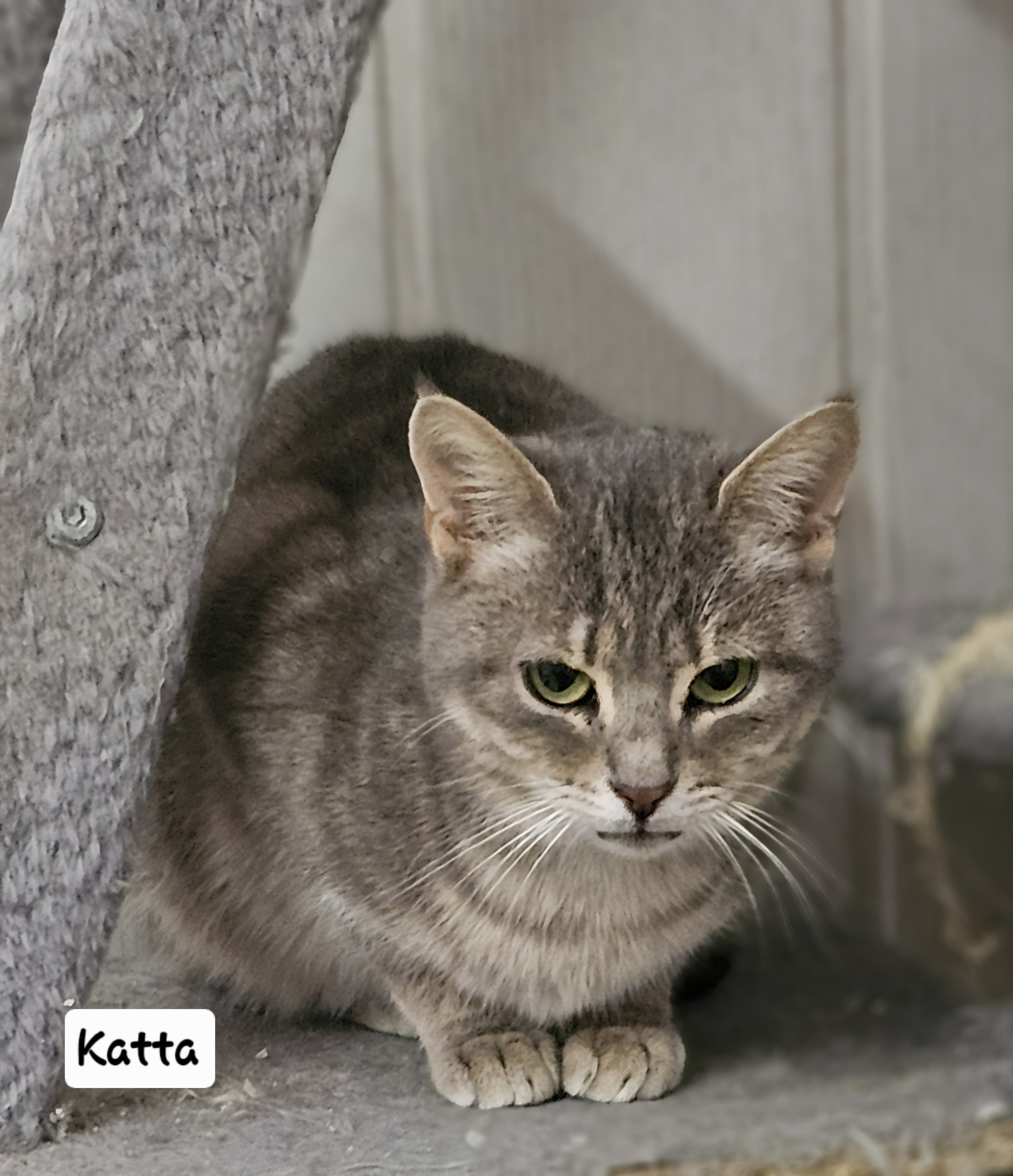 Katta