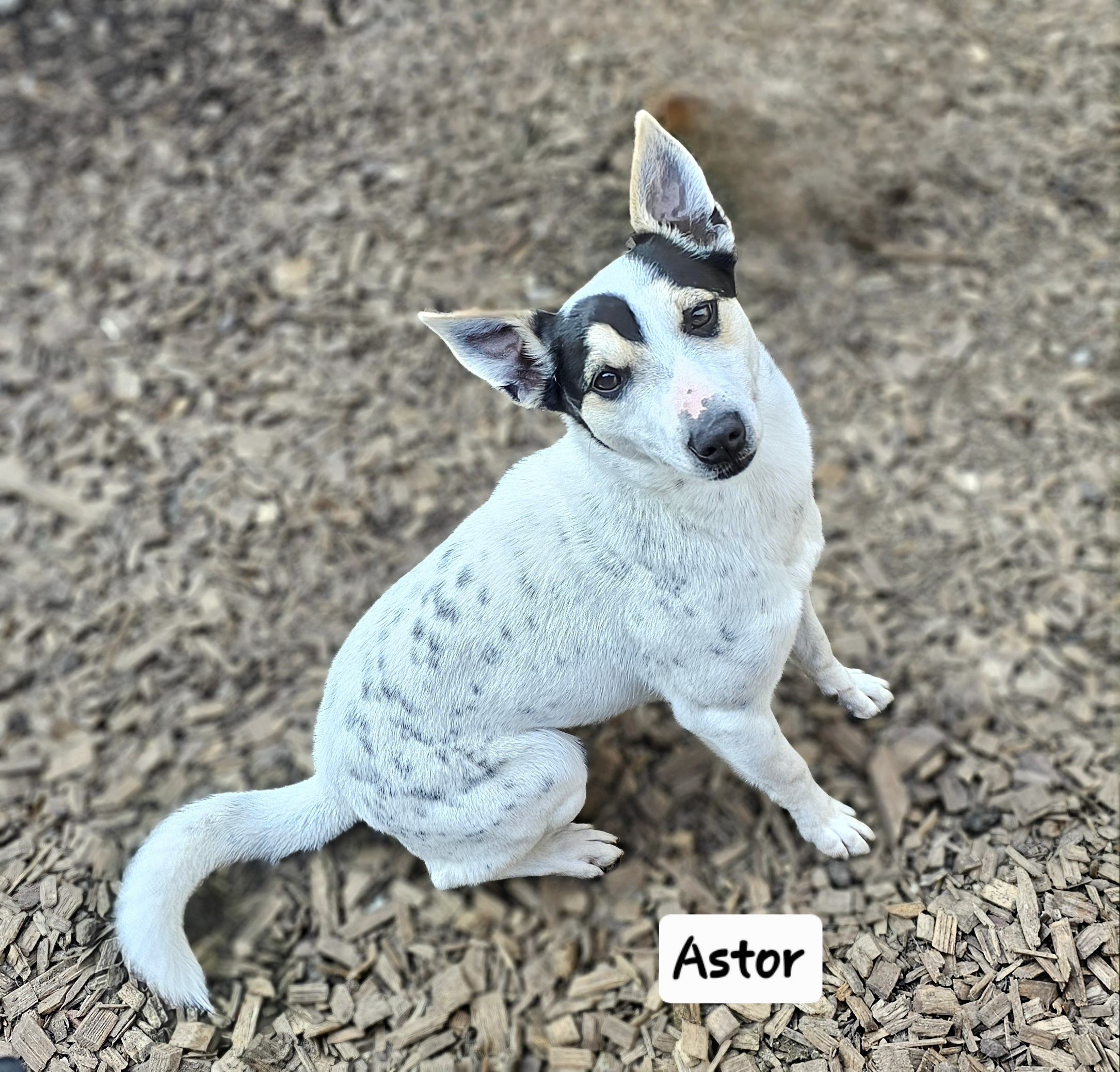 Astor