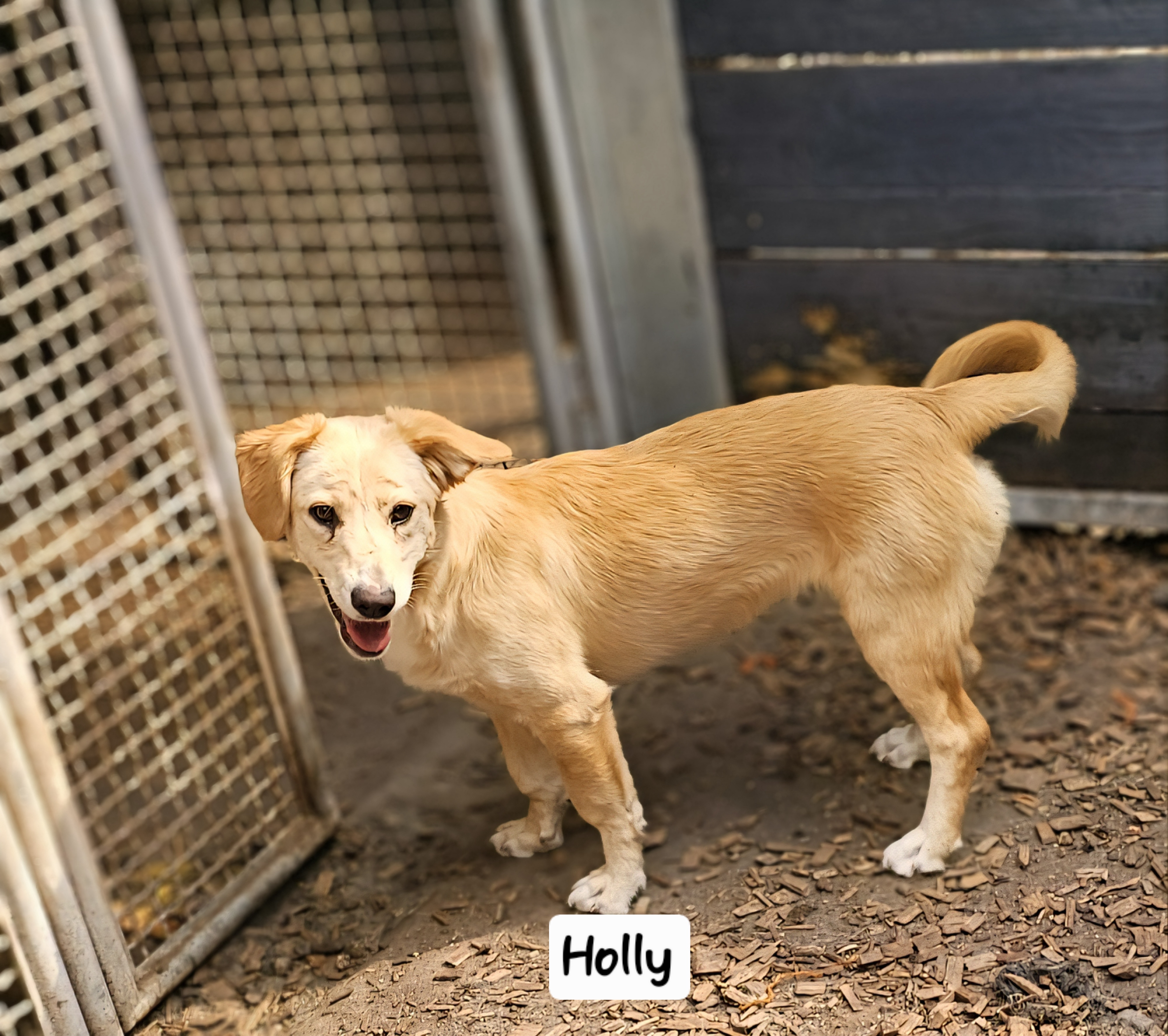 Holly