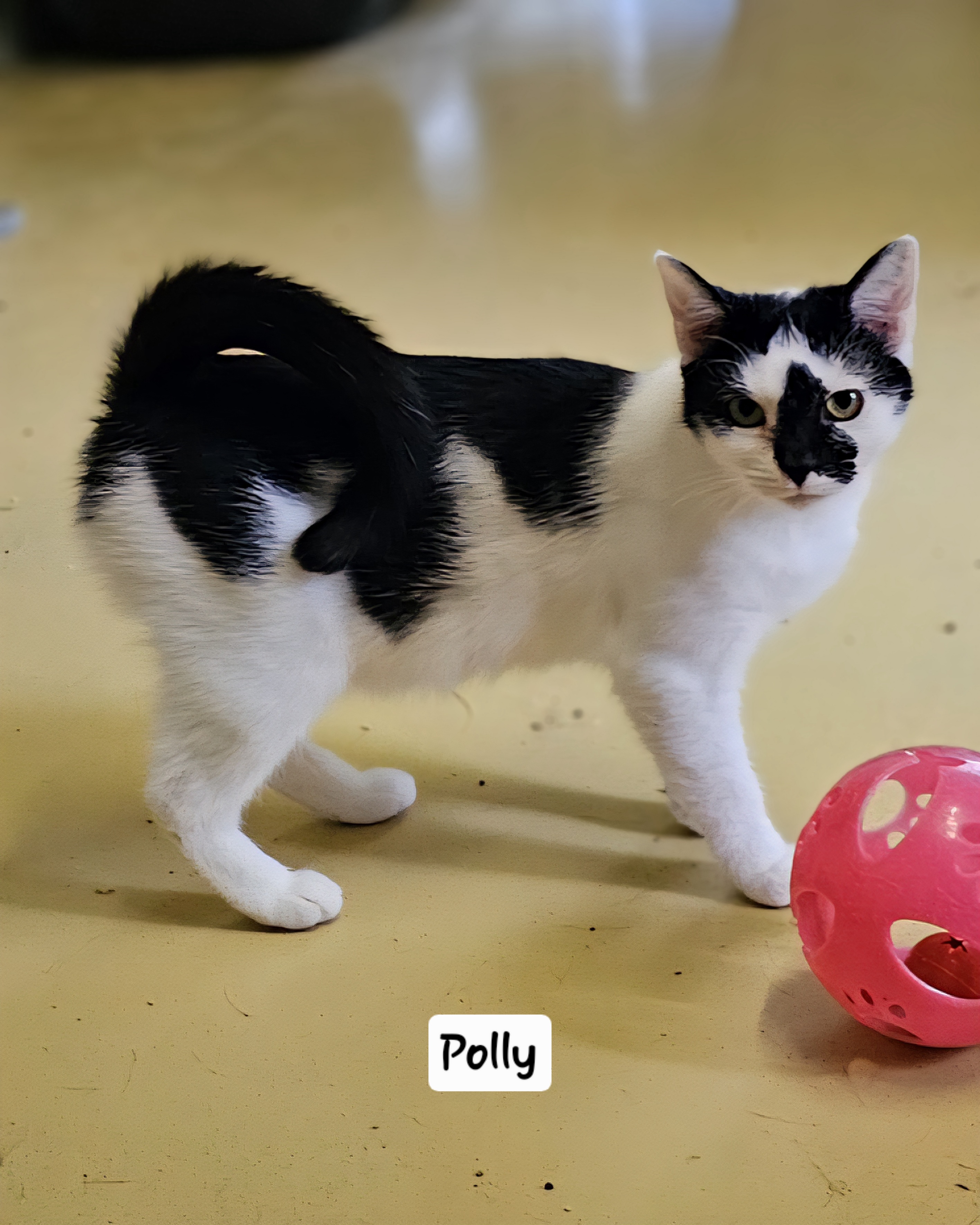 Polly