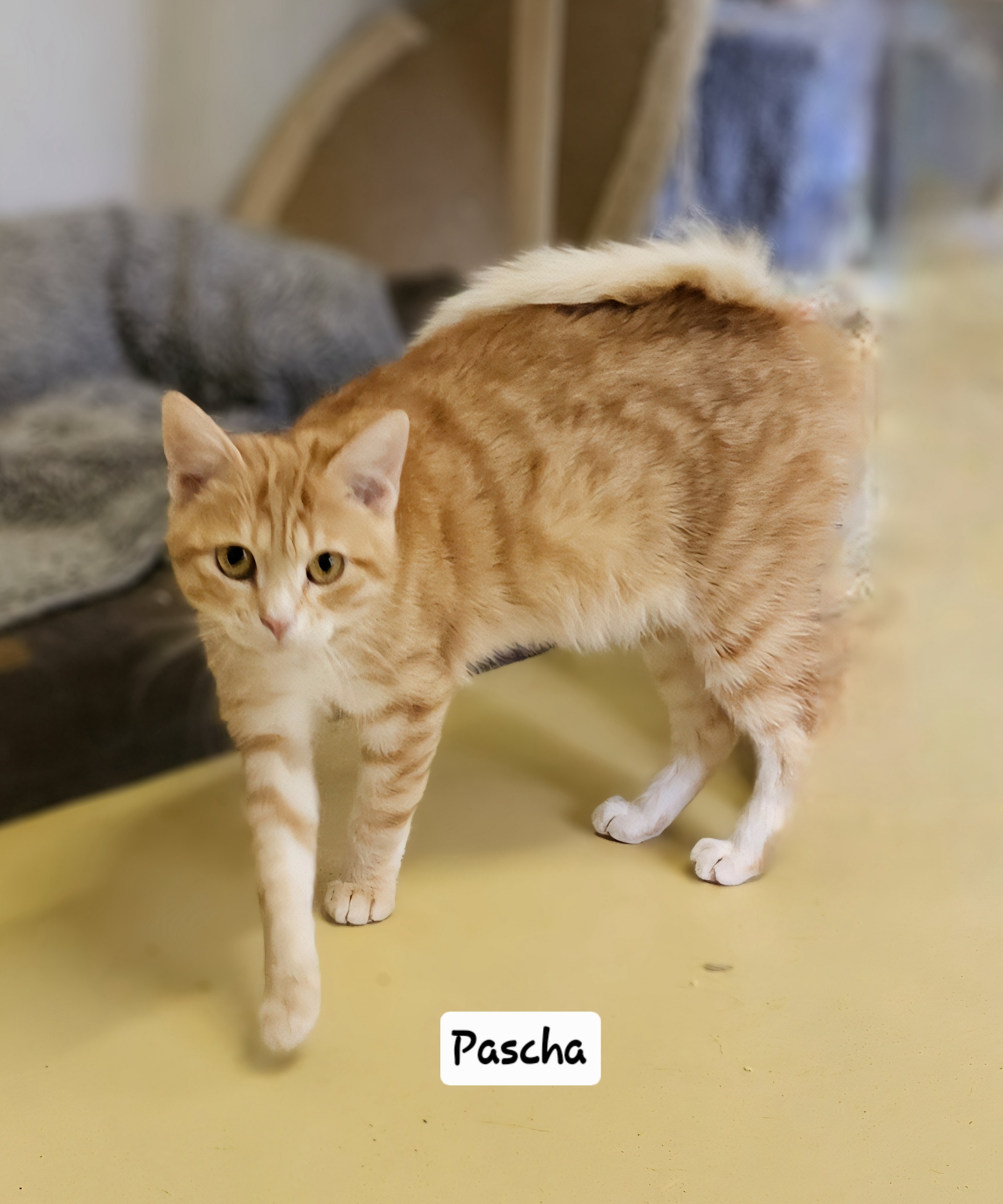 Pascha