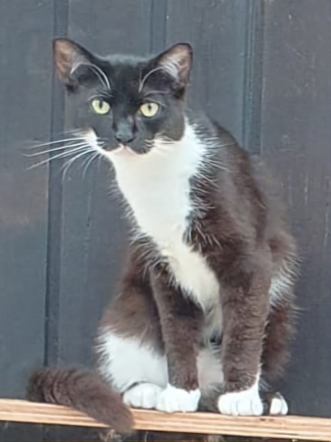 Domino