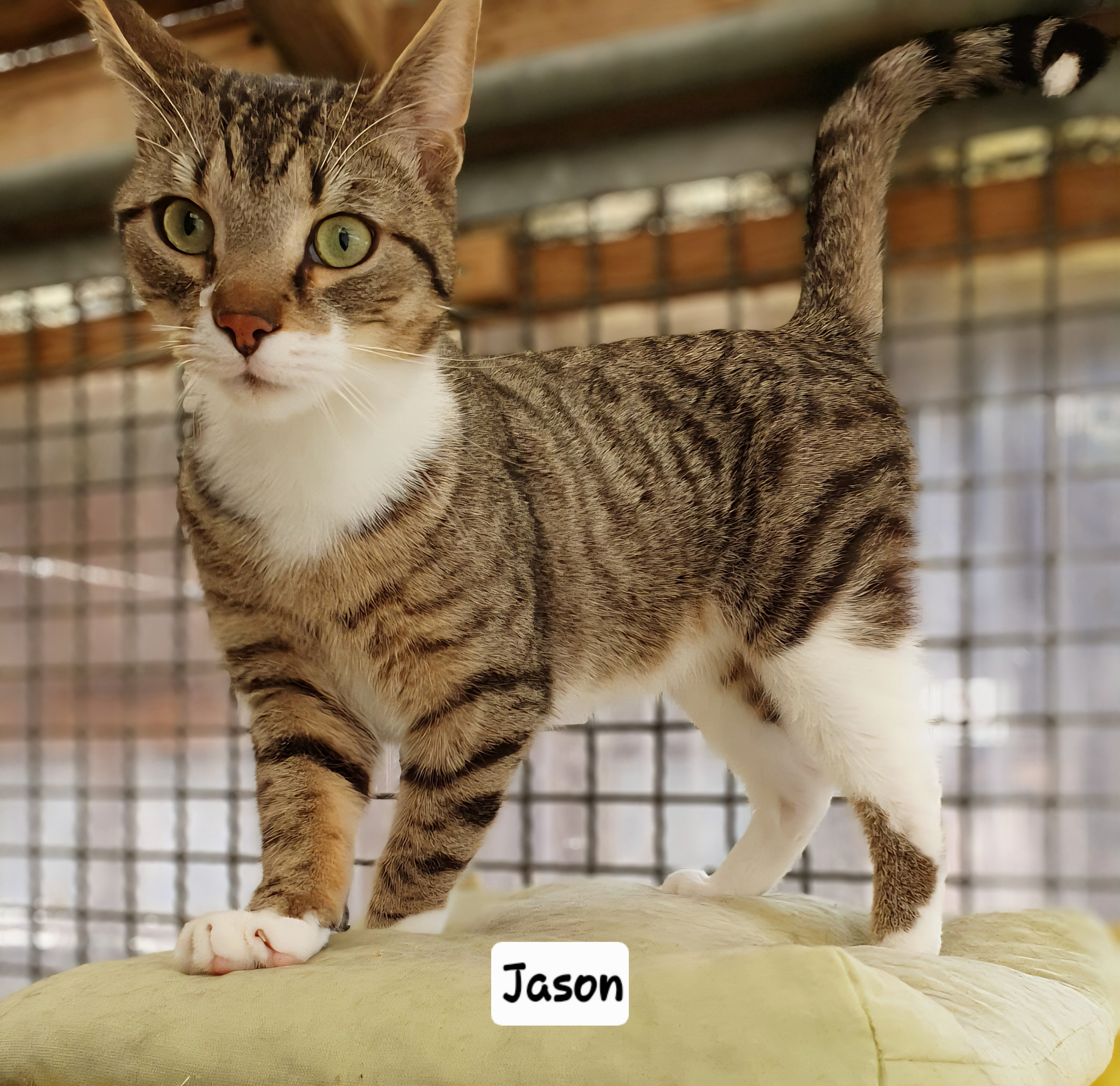 Jason