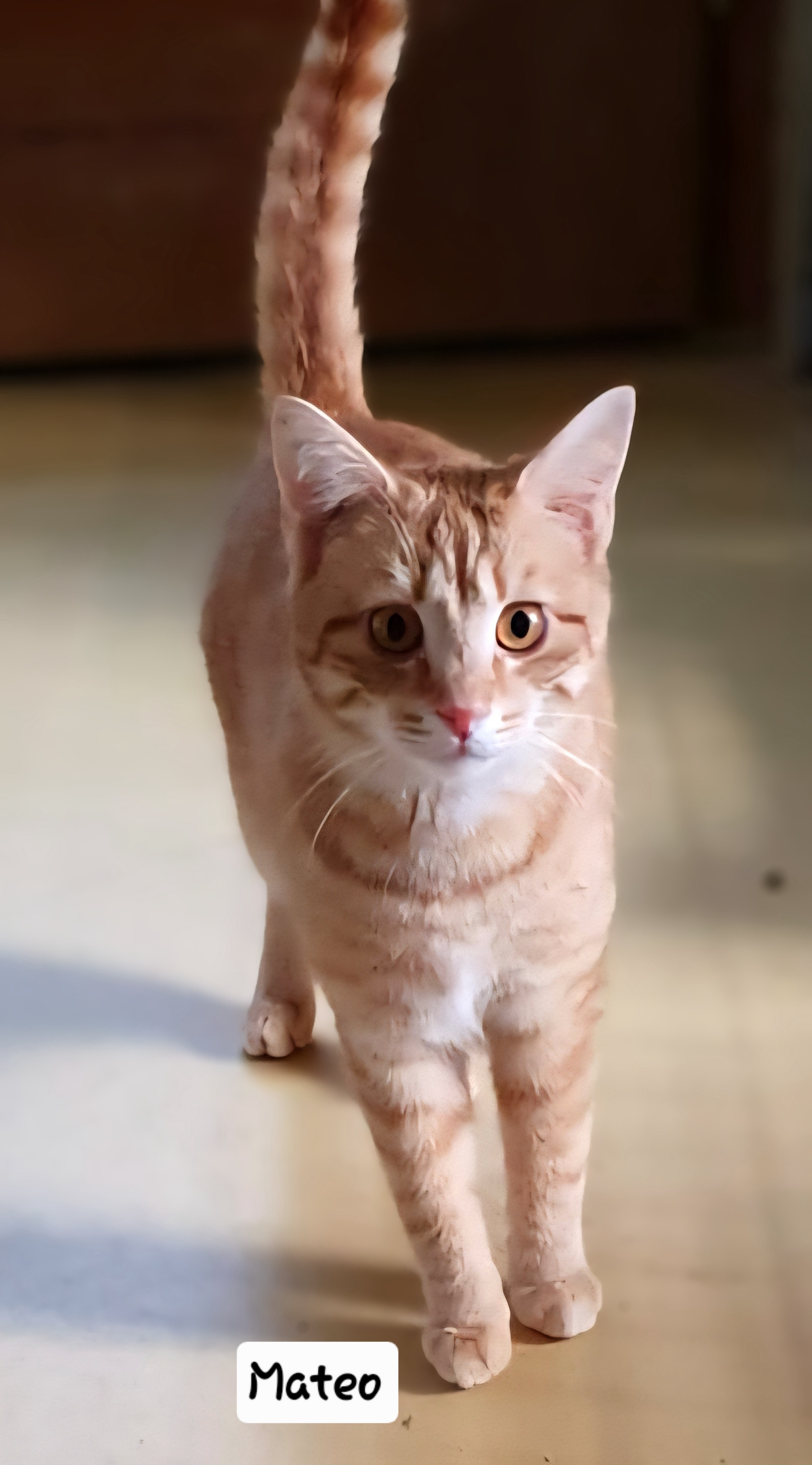 Mateo