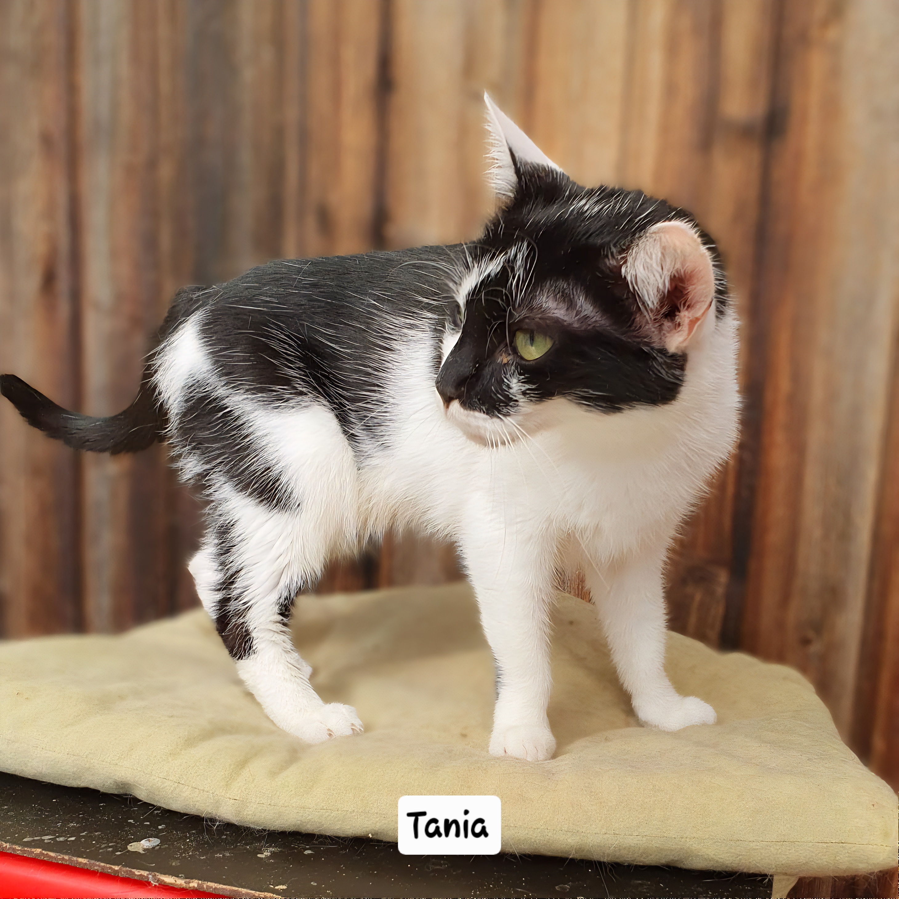 Tania