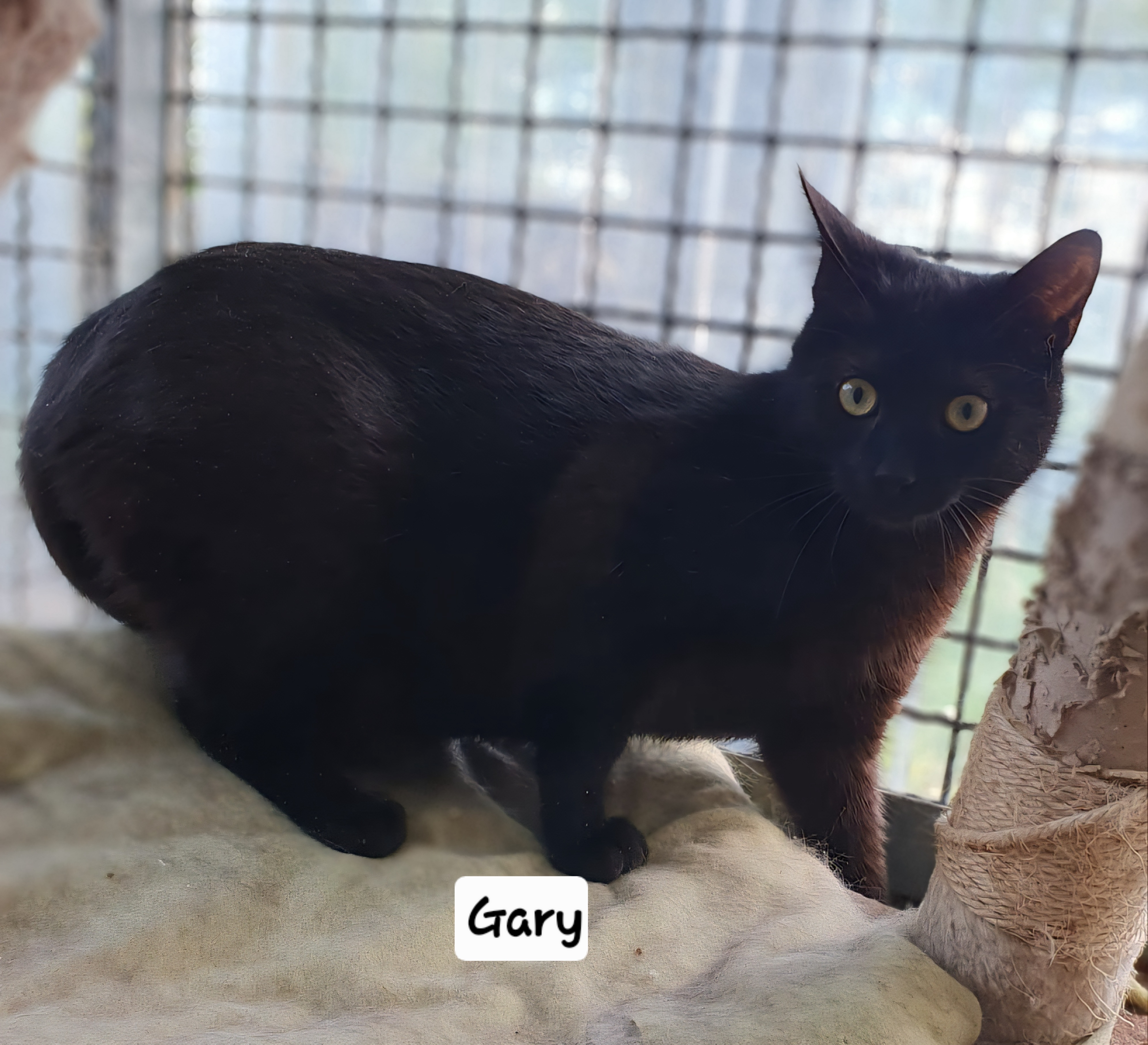 Gary