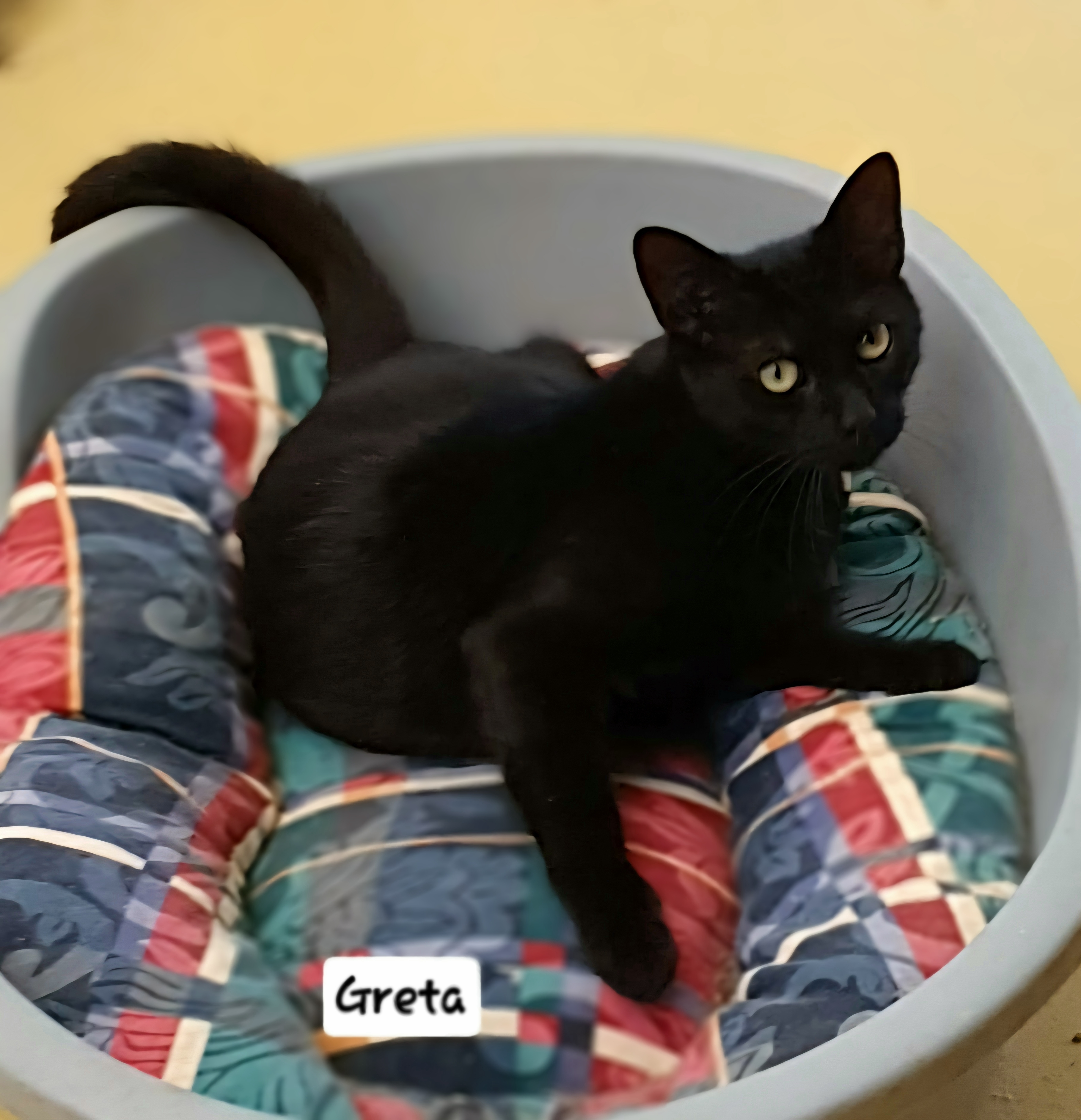 Greta